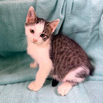 Cannoli -  Domestic Short Hair Cat for Adoption in Columbus, Georgia - Cannoli | PetCurious