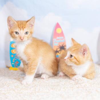 Jad -  Domestic Short Hair Cat for Adoption in Durham, North Carolina - Jad | PetCurious