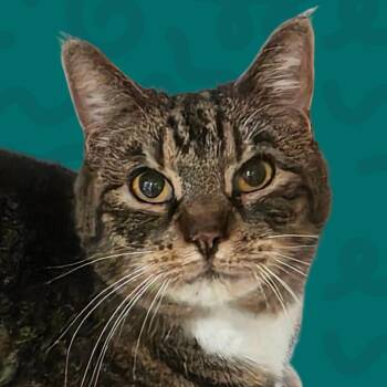 Domestic Short Hair Cats Available for Adoption in Reno, Nevada - Cable | PetCurious