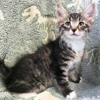 Vesuvius -  Domestic Medium Hair Cat for Adoption in Mt. Juliet, Tennessee - Vesuvius | PetCurious