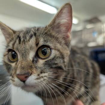 Domestic Short Hair Cats Available for Adoption in Manhattan, Kansas - Carheart | PetCurious
