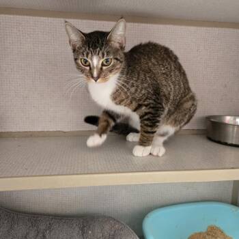 Taffy -  Domestic Short Hair Cat for Adoption in Graham, Texas - Taffy | PetCurious