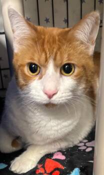 Domestic Short Hair Cats Available for Adoption in Hartford City, Indiana - Butterscotch | PetCurious