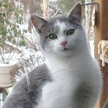 Domestic Short Hair Cats Available for Adoption - Bones | PetCurious