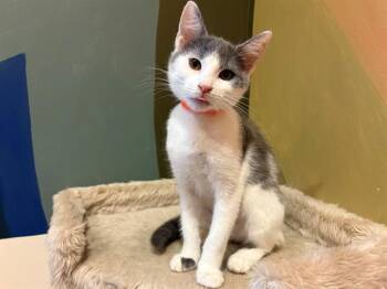 QUTE-TIP -  Domestic Short Hair Cat for Adoption in Santa Clara, California - QUTE-TIP | PetCurious