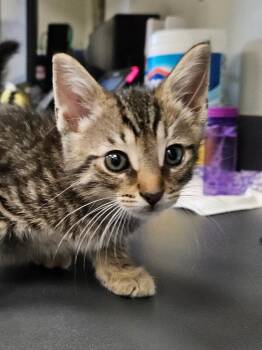 Cinnamon Toast Crunch -  Domestic Short Hair Cat for Adoption in Disputanta, Virginia - Cinnamon Toast Crunch | PetCurious