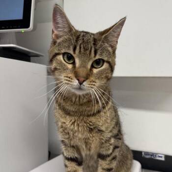 Peppy -  Domestic Short Hair Cat for Adoption in New York, New York - Peppy | PetCurious