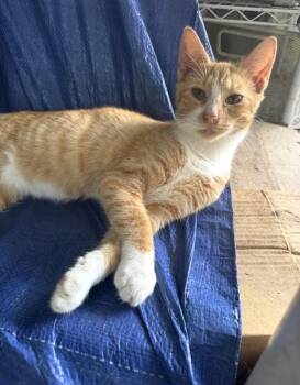 Cheddar -  Domestic Short Hair Cat for Adoption in Greensboro, North Carolina - Cheddar | PetCurious