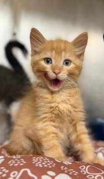 Leo -  Domestic Medium Hair Cat for Adoption in Carthage, Missouri - Leo | PetCurious
