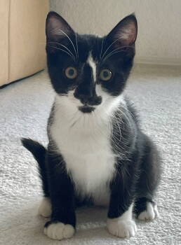 Rescue Tuxedo Cats for Adoption in Palo Alto, California - Pasta: Penne | PetCurious