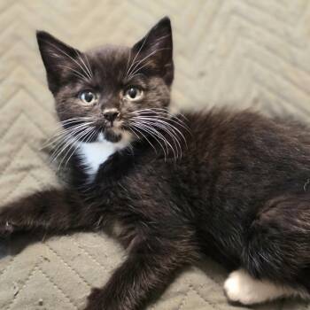 Domestic Short Hair Cats Available for Adoption in Bentonville, Arkansas - Timber | PetCurious