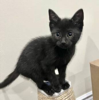 Winkle -  Domestic Short Hair Cat for Adoption in Vaughan, Ontario - Winkle | PetCurious