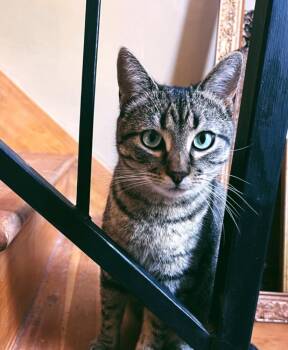 Domestic Short Hair Cats Available for Adoption - Skittles | PetCurious