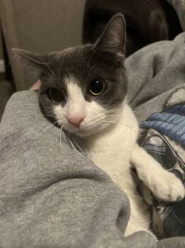 Domestic Short Hair Cats Available for Adoption in Dayton, Minnesota - Little Momma | PetCurious