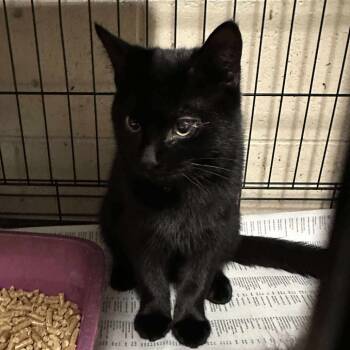 Rescue Domestic Short Hair Cats for Adoption in Washington, District Of Columbia - Pop Brothers: Justin Bieber (16719) | PetCurious
