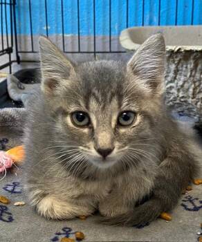 Dr. Pepper -  Domestic Short Hair Cat for Adoption in Winchester, Kentucky - Dr. Pepper | PetCurious