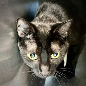 Domestic Short Hair Cats Available for Adoption in Sioux City, Iowa - Frankie | PetCurious