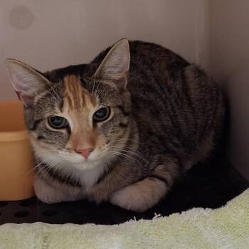 Celeste -  Domestic Short Hair Cat for Adoption in Auburn, Alabama - Celeste | PetCurious