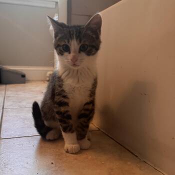 Alvin -  Domestic Short Hair Cat Available for Adoption in West Deptford, New Jersey - Alvin | PetCurious