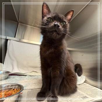 Elsa -  Domestic Short Hair Cat for Adoption in Pittsburgh, Pennsylvania - Elsa | PetCurious