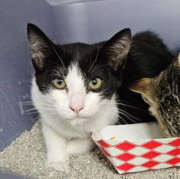 Domestic Short Hair Cats Available for Adoption in Los Angeles, California - Gabby | PetCurious