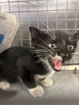 JACE -  Domestic Short Hair Cat for Adoption in Fort Lauderdale, Florida - JACE | PetCurious