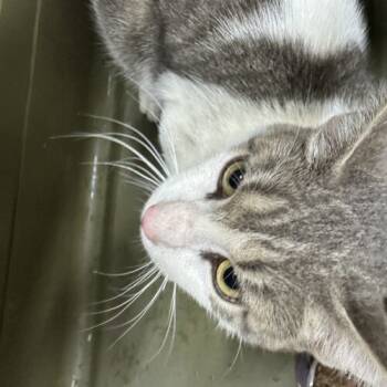 Rescue Domestic Short Hair Cats for Adoption in Tipp City, Ohio - Odysseus | PetCurious