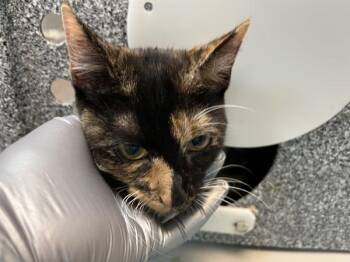 Catillac -  Domestic Short Hair Cat for Adoption in New York, New York - Catillac | PetCurious
