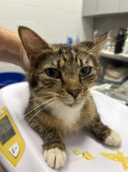LION -  Domestic Long Hair Cat for Adoption in Indianapolis, Indiana - LION | PetCurious