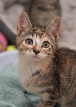 Domestic Short Hair Cats Available for Adoption in Aiken, South Carolina - Frenchie 62785 | PetCurious