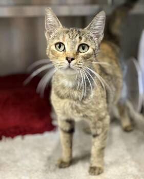 Honey -  Dilute Tortoiseshell Cat for Adoption in Sandusky, Michigan - Honey | PetCurious