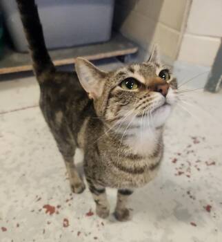 Rescue Domestic Short Hair Cats for Adoption in Mason City, Iowa - Honesty | PetCurious