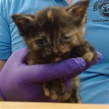 Domestic Short Hair Cats Available for Adoption in Doral, Florida - REI | PetCurious