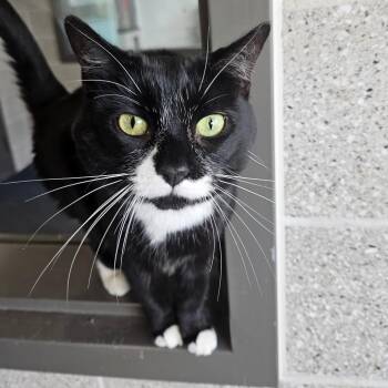 Pesto -  Domestic Short Hair Cat for Adoption in Dover, New Hampshire - Pesto | PetCurious