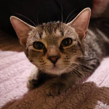 Gato -  Domestic Short Hair Cat for Adoption in Saint Charles, Missouri - Gato | PetCurious