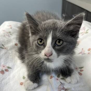 Oliver -  Domestic Short Hair Cat for Adoption in Oak Park, Illinois - Oliver | PetCurious
