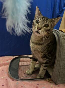 Thea and Athena -  Tabby Cat for Adoption - Thea And Athena | PetCurious