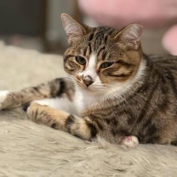 Jasper -  Domestic Short Hair Cat for Adoption in Vallejo, California - Jasper | PetCurious