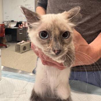 Luna -  Domestic Medium Hair Cat for Adoption in San Antonio, Texas - Luna | PetCurious