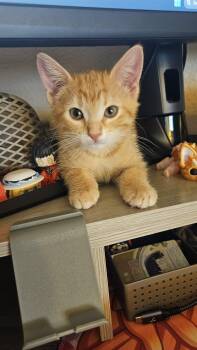Pixie -  Domestic Short Hair Cat for Adoption in Mansfield, Texas - Pixie | PetCurious
