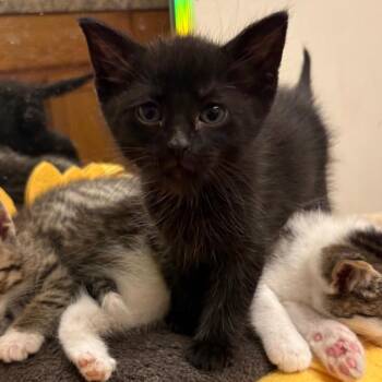 Tiana -  Domestic Long Hair Cat Available for Adoption in Crookston, Minnesota - Tiana | PetCurious
