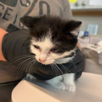 Domestic Short Hair Cats Available for Adoption in Huntington, West Virginia - Yvette | PetCurious