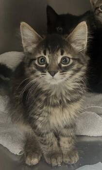 Specks -  Domestic Long Hair and Domestic Short Hair Cat for Adoption in Simcoe, Ontario - Specks | PetCurious