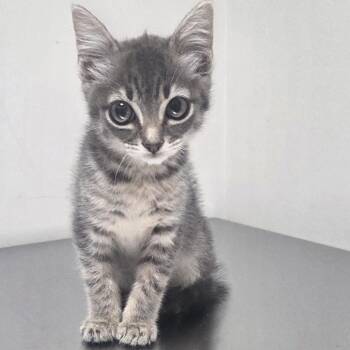 Bluebell -  Domestic Short Hair Cat for Adoption in Snow Hill, North Carolina - Bluebell | PetCurious