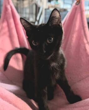 Spooky -  Domestic Short Hair Cat for Adoption in Albuquerque, New Mexico - Spooky | PetCurious