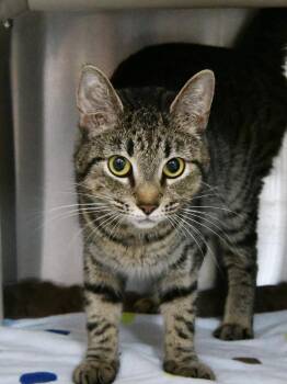 Cheerios -  Domestic Short Hair Cat Available for Adoption in Fairhope, Alabama - Cheerios | PetCurious