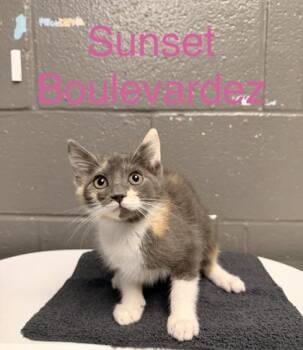 Sunset Boulevardez -  Domestic Short Hair Cat for Adoption in Fort Worth, Texas - Sunset Boulevardez | PetCurious