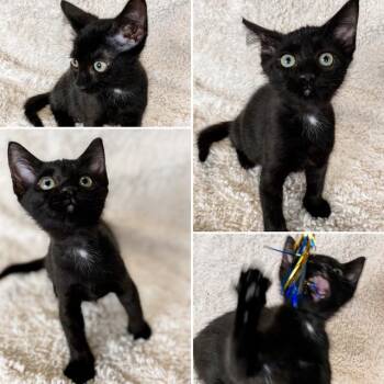 Kit -  Domestic Short Hair Cat for Adoption in Corpus Christi, Texas - Kit | PetCurious