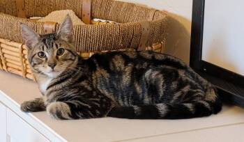 Lucky -  Tabby and Domestic Short Hair Cat for Adoption in Anacortes, Washington - Lucky | PetCurious