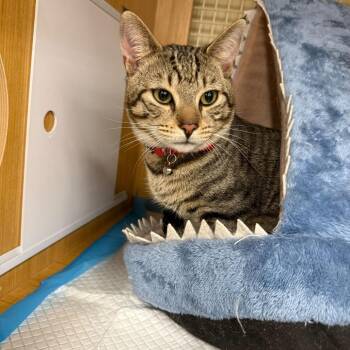 Domestic Short Hair Cats Available for Adoption - Zeke (Bonded With Eren) | PetCurious